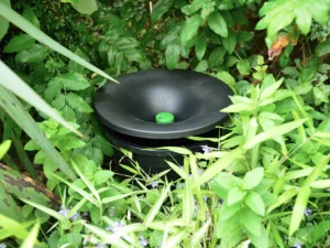 Como prevenir a proliferação do aedes aegypti e outras pragas